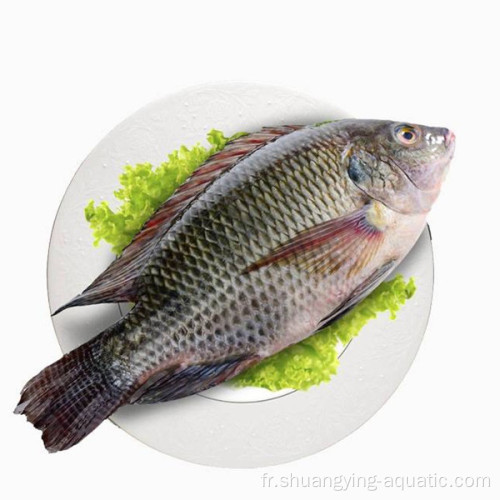 Iqf gelé congelé propre Tilapia Tilapia WGS